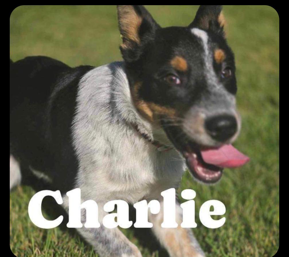 Enlarge CHARLIE, a Adopted mixed breed in Coudersport, PA image 1/1