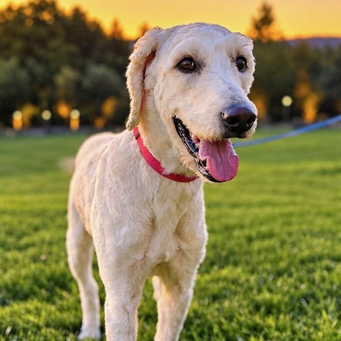 Enlarge Monty, a Adoptable mixed breed in Mendham, NJ image 2/4