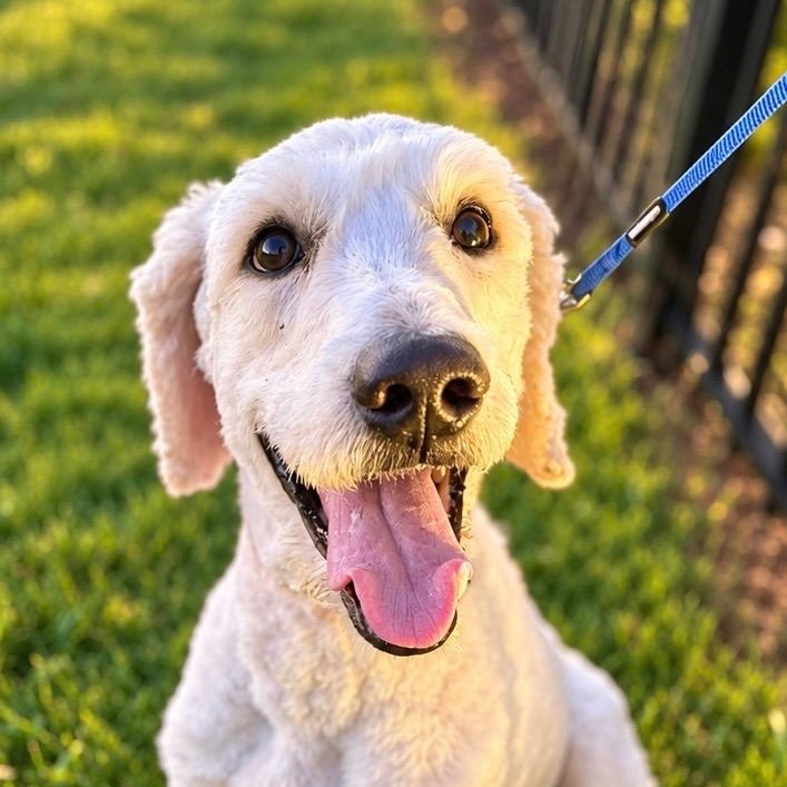 Enlarge Monty, a Adoptable mixed breed in Mendham, NJ image 1/4