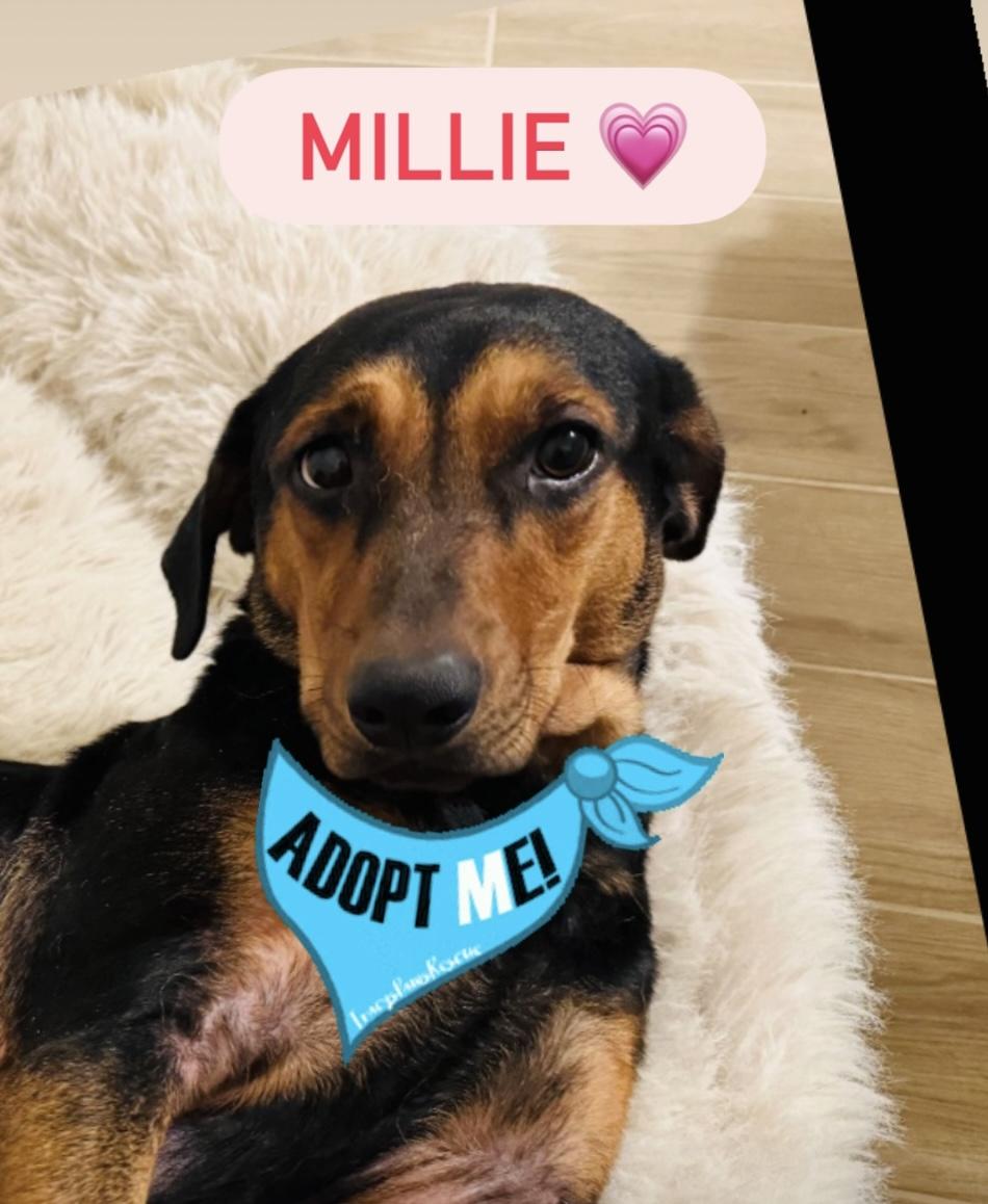 Millie, a Adoptable mixed breed in Boston, MA image 1/6