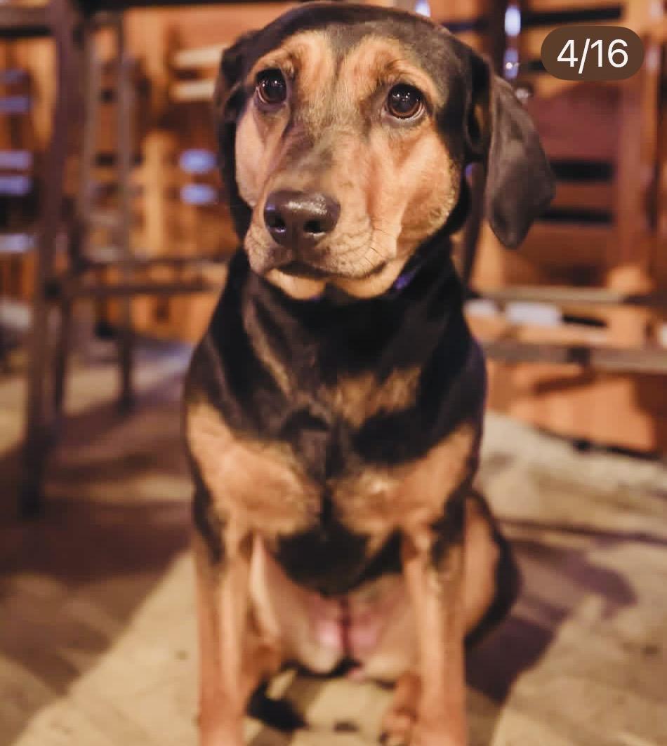 Enlarge Millie, a Adoptable mixed breed in Boston, MA image 5/6