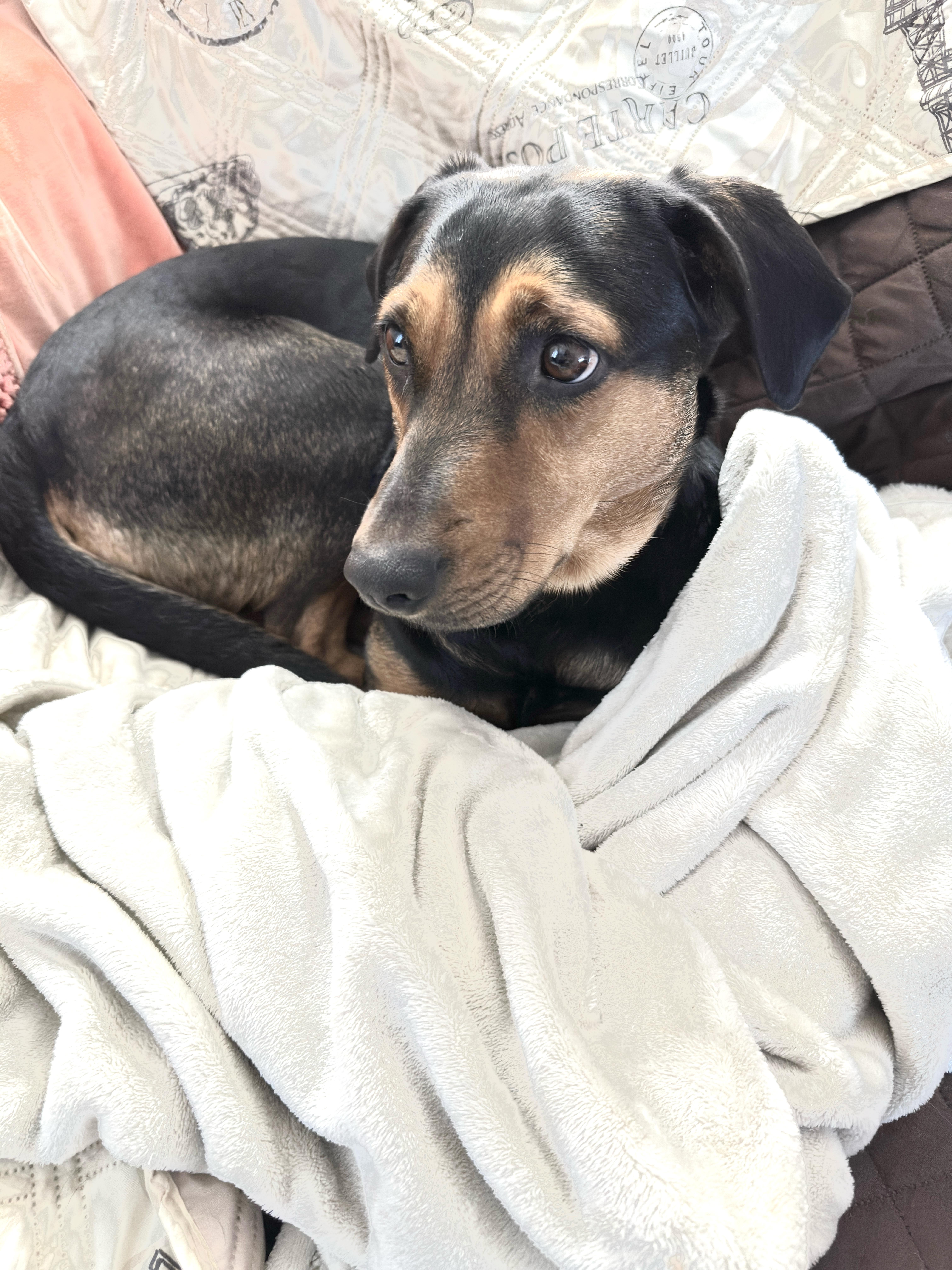 Millie, Adoptable, Young Female Black and Tan Coonhound & German Shepherd Dog.