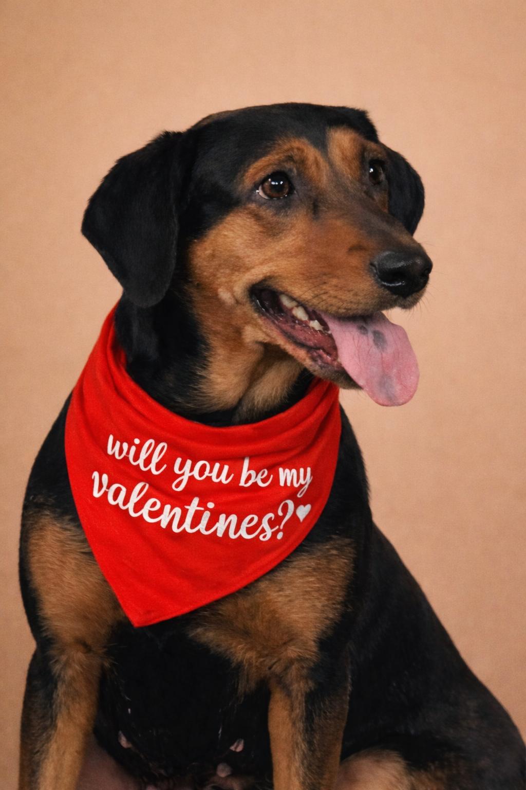 Millie, Adoptable, Young Female Black and Tan Coonhound & Rottweiler.