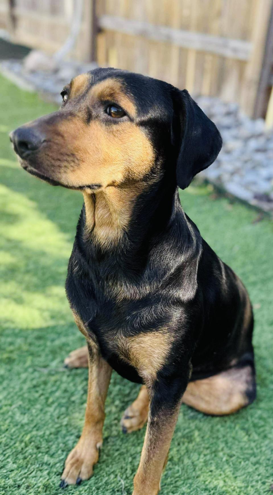 Millie, Adoptable, Young Female Doberman Pinscher & Black and Tan Coonhound.