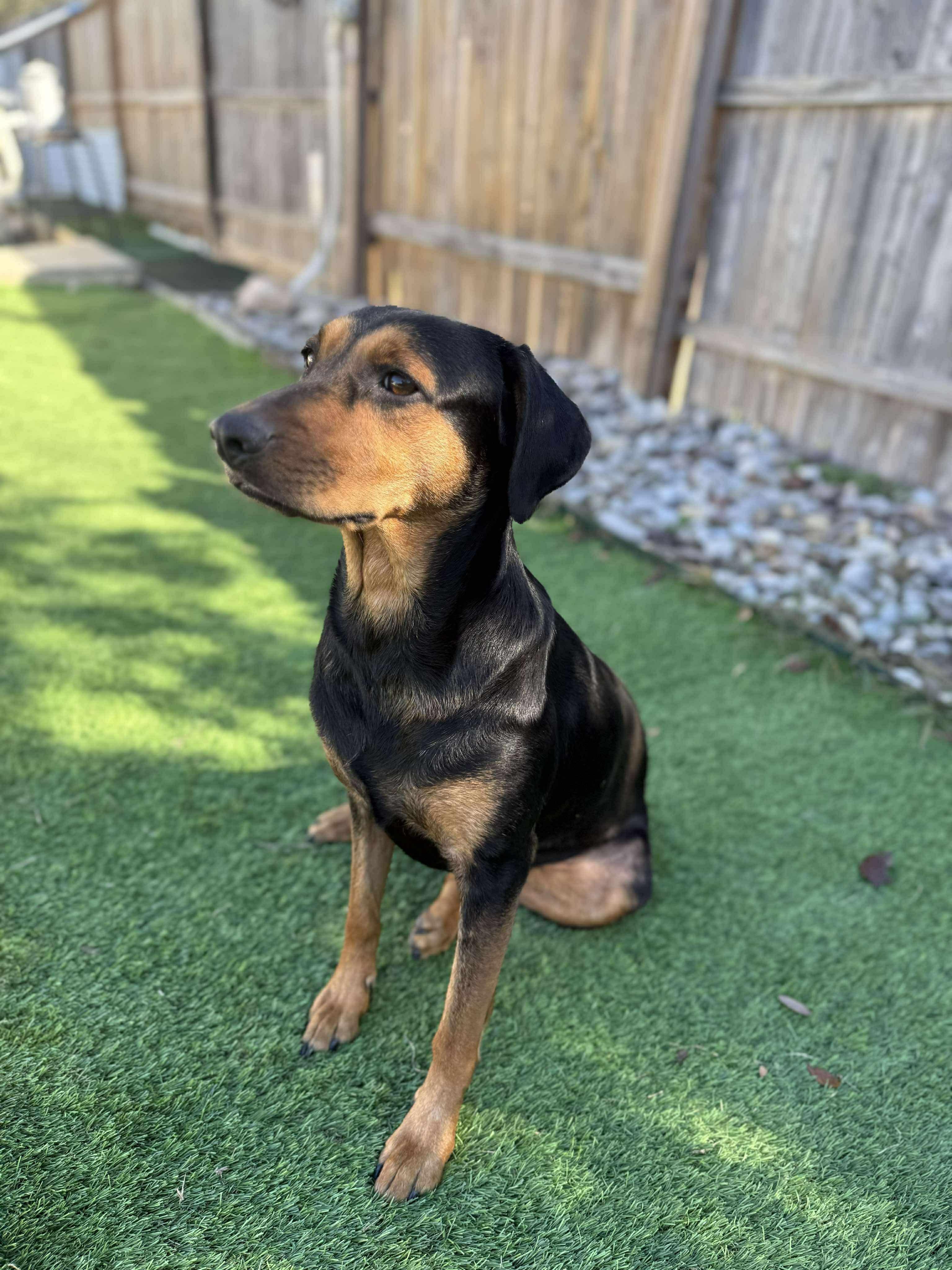 Millie, a Adoptable mixed breed in Boston, MA image 2/6