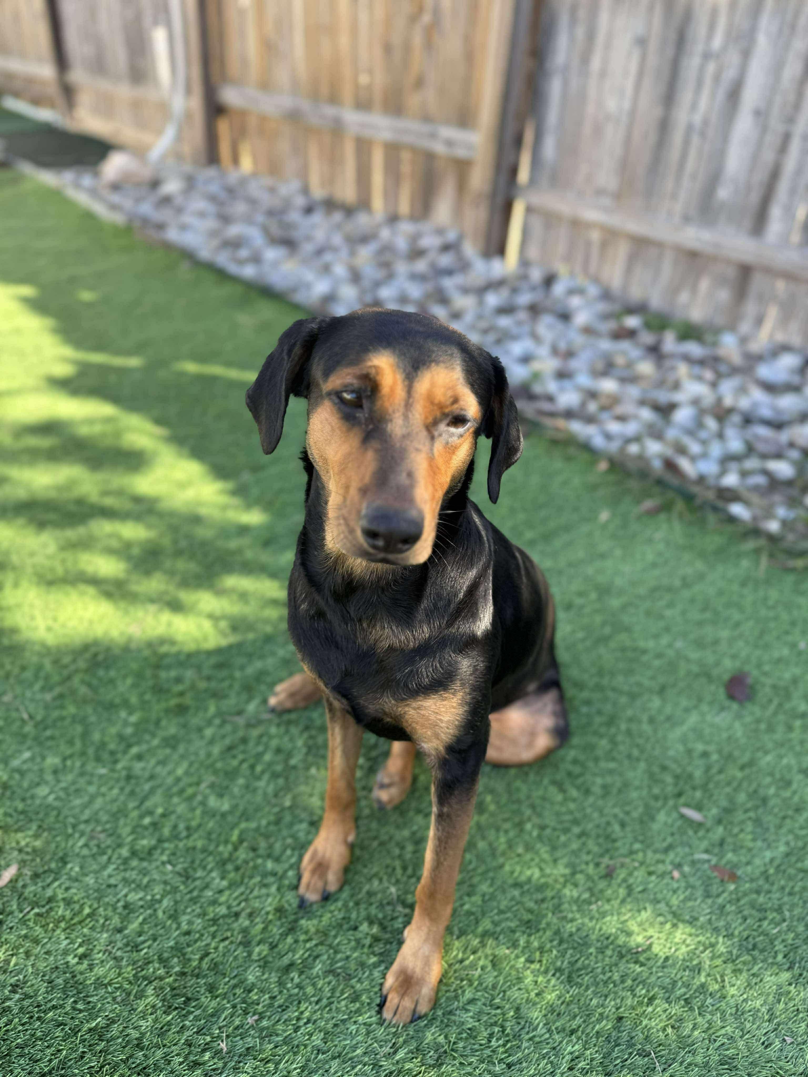 Millie, a Adoptable mixed breed in Boston, MA image 3/6