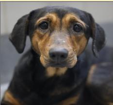 Millie, a Adoptable mixed breed in Boston, MA image 6/6