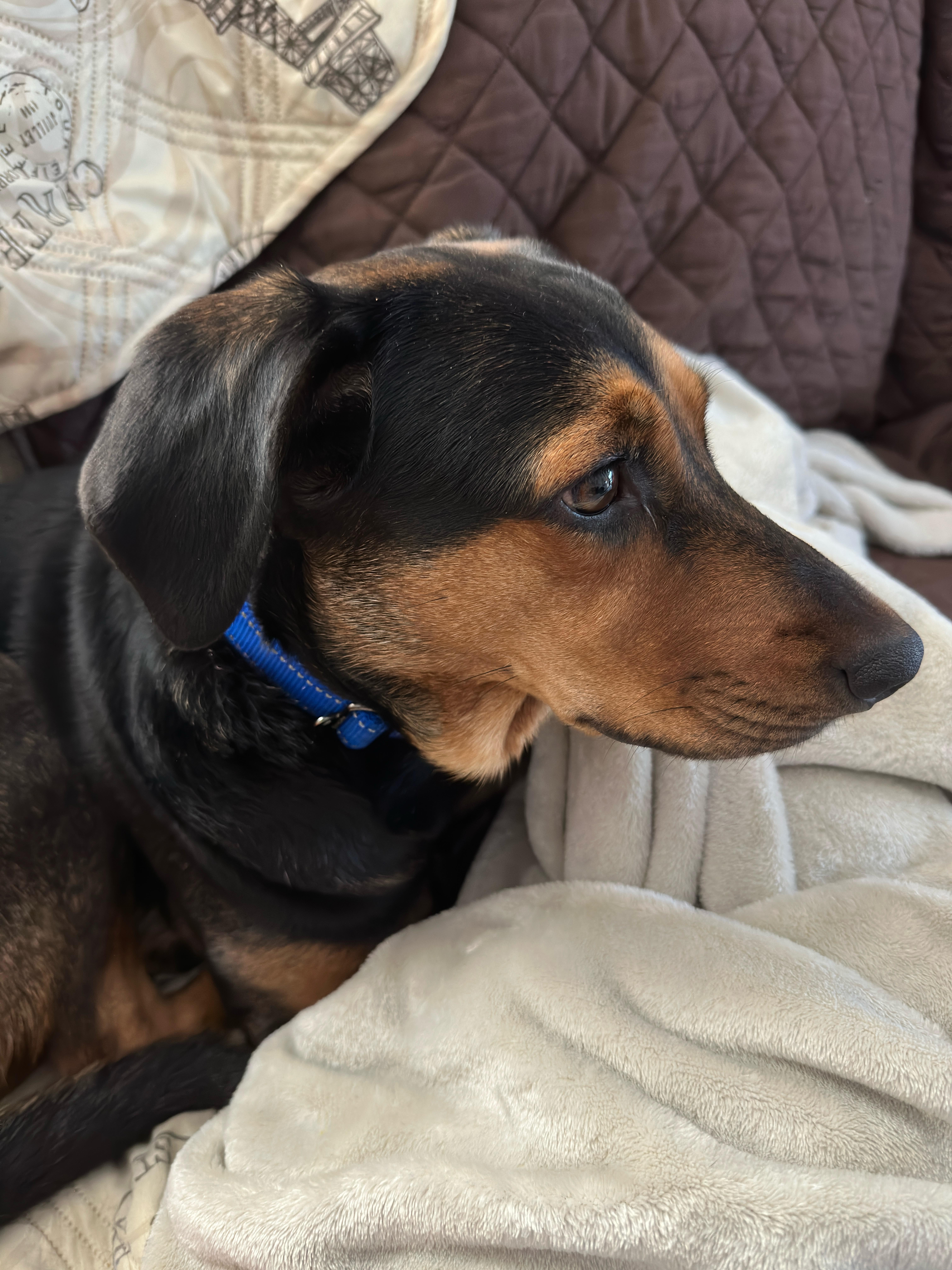 Enlarge Millie, a Adoptable mixed breed in Boston, MA image 6/6