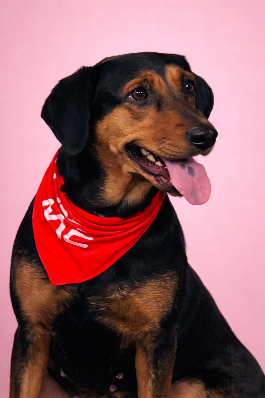 Millie, Adoptable, Young Female Doberman Pinscher & Black and Tan Coonhound.