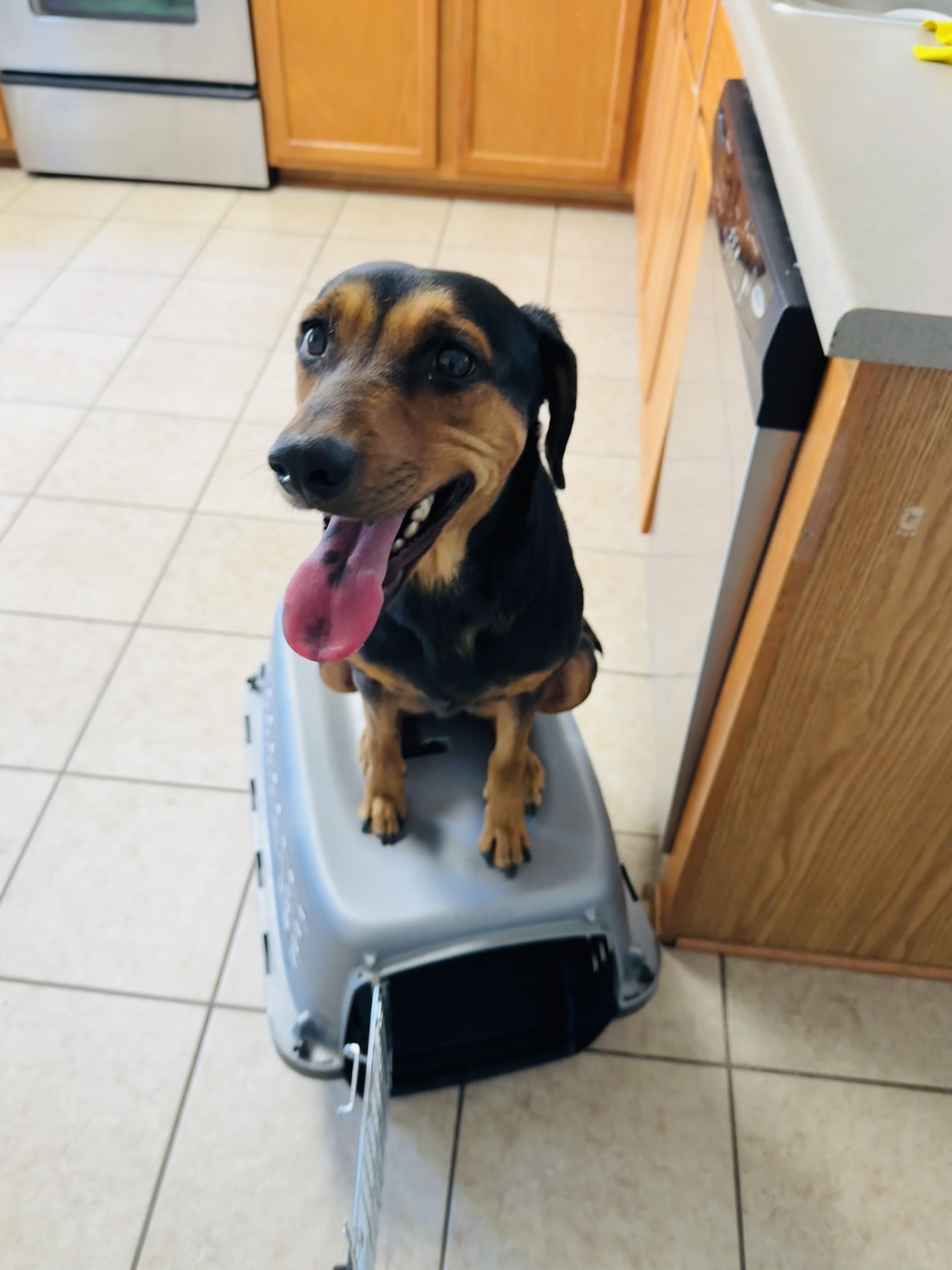 Millie, Adoptable, Young Female Doberman Pinscher & Rottweiler.