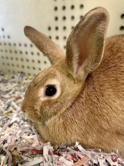 Khris, Adoptable, Baby Female Bunny Rabbit & Bunny Rabbit.