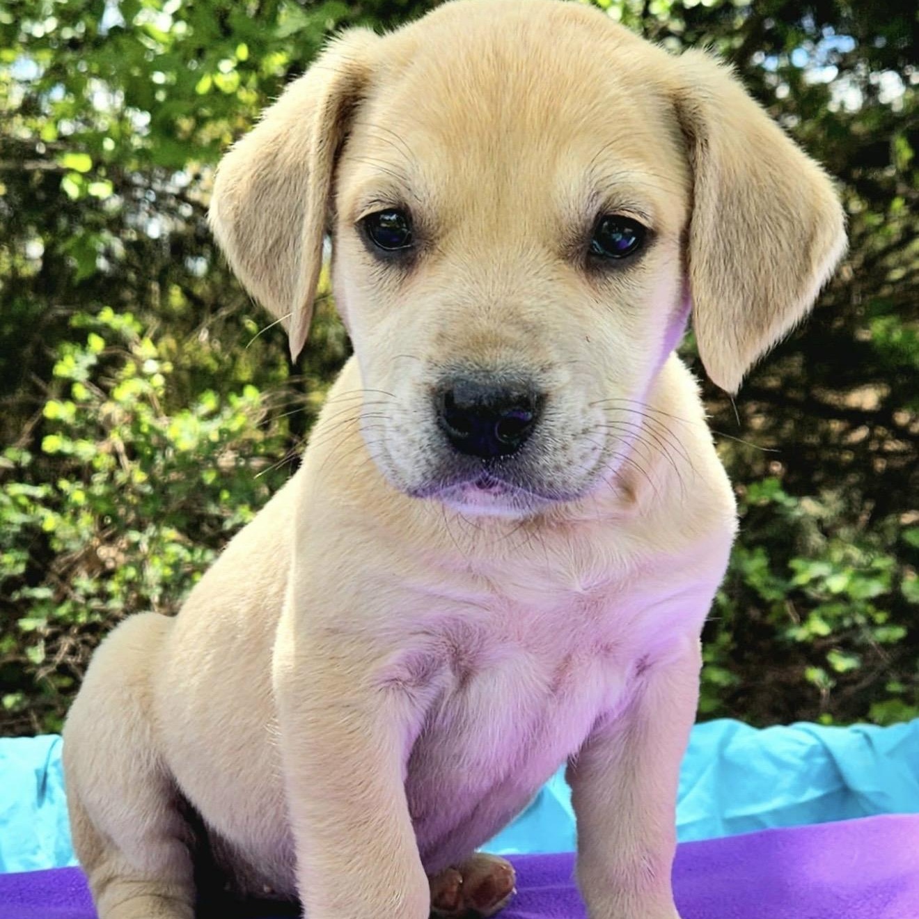 Enlarge Peach , an adopted mixed breed in Pelham, NH image 3/6