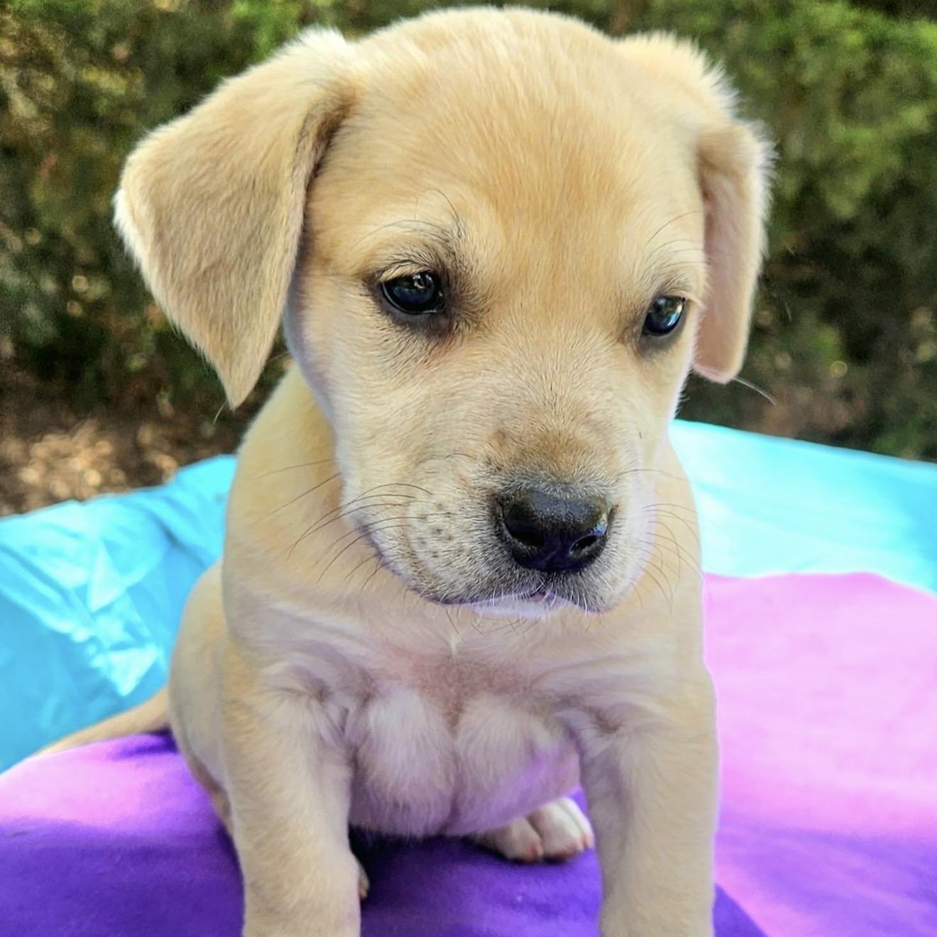 Enlarge Peach , an adopted mixed breed in Pelham, NH image 5/6