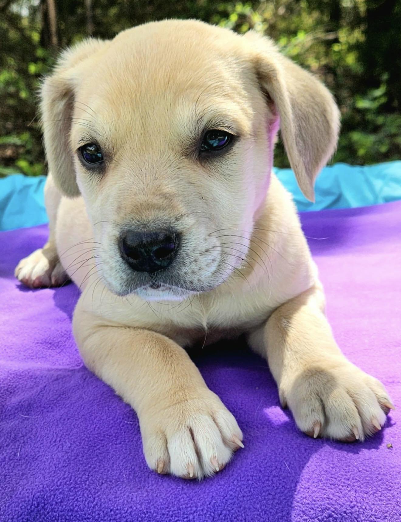Enlarge Peach , an adopted mixed breed in Pelham, NH image 2/6