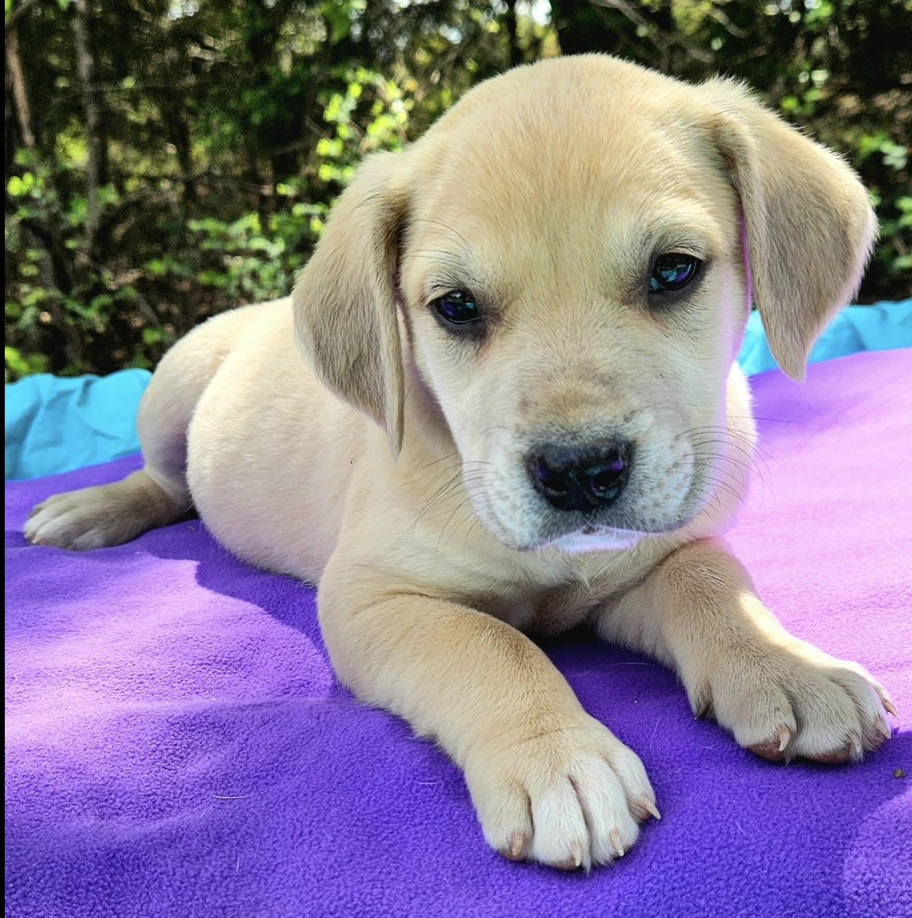 Enlarge Peach , an adopted mixed breed in Pelham, NH image 6/6