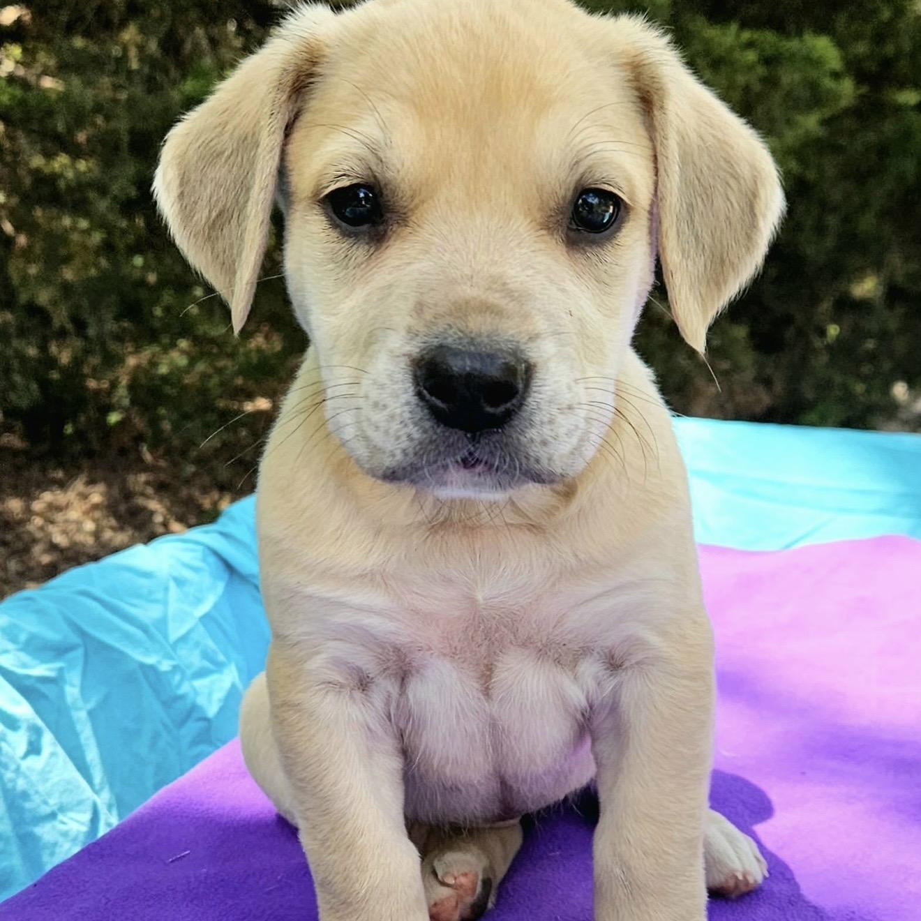 Enlarge Peach , an adopted mixed breed in Pelham, NH image 4/6