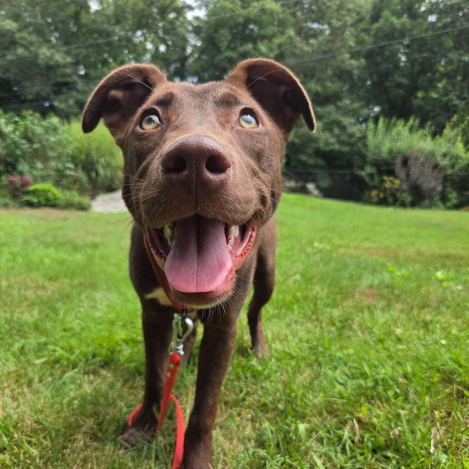 Finn, ADOPTABLE, Puppy Male Labrador Retriever.