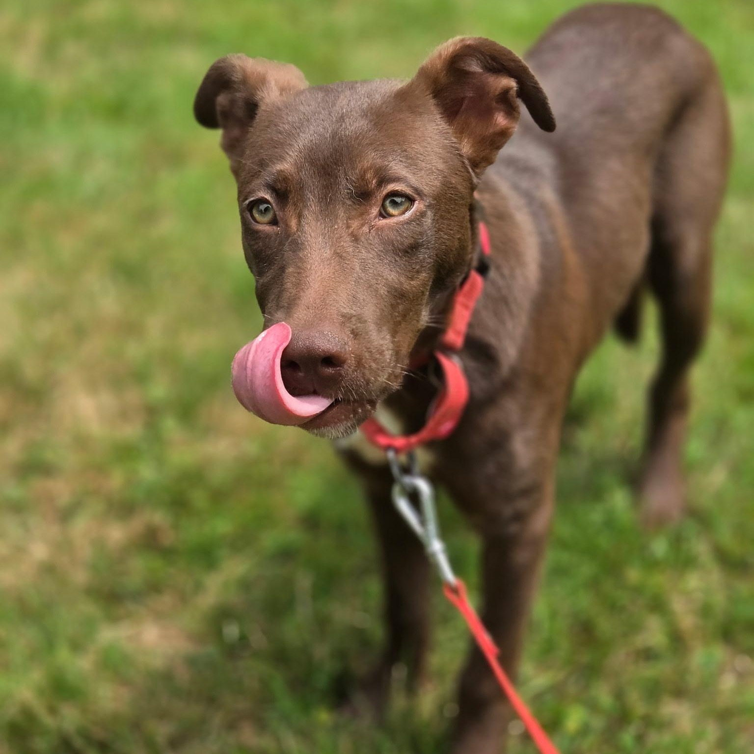 Finn, a ADOPTABLE mixed breed in Thompson, CT image 5/5