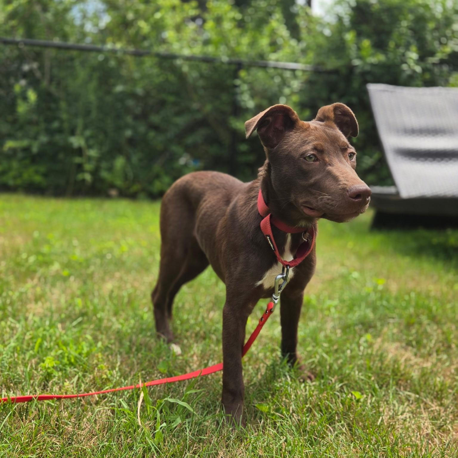 Finn, a ADOPTABLE mixed breed in Thompson, CT image 2/5