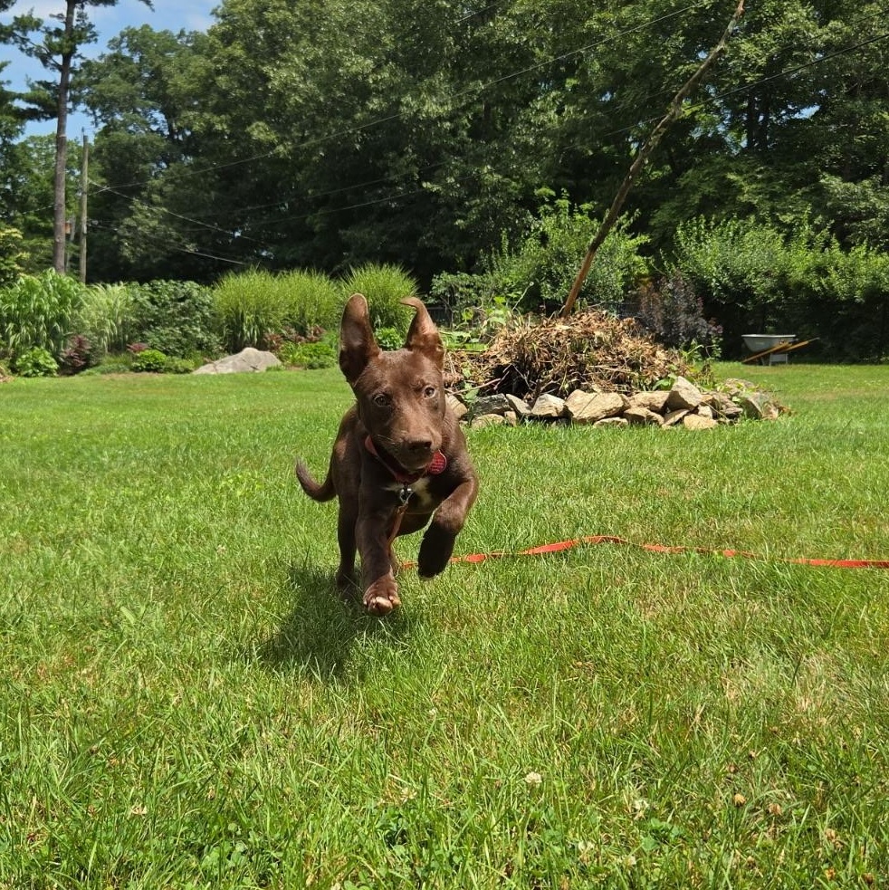 Finn, a ADOPTABLE mixed breed in Thompson, CT image 3/5