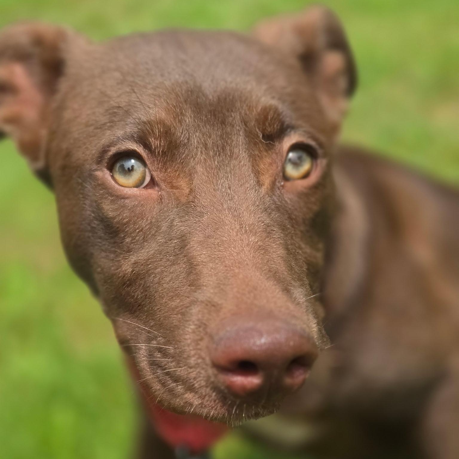 Finn, a ADOPTABLE mixed breed in Thompson, CT image 4/5