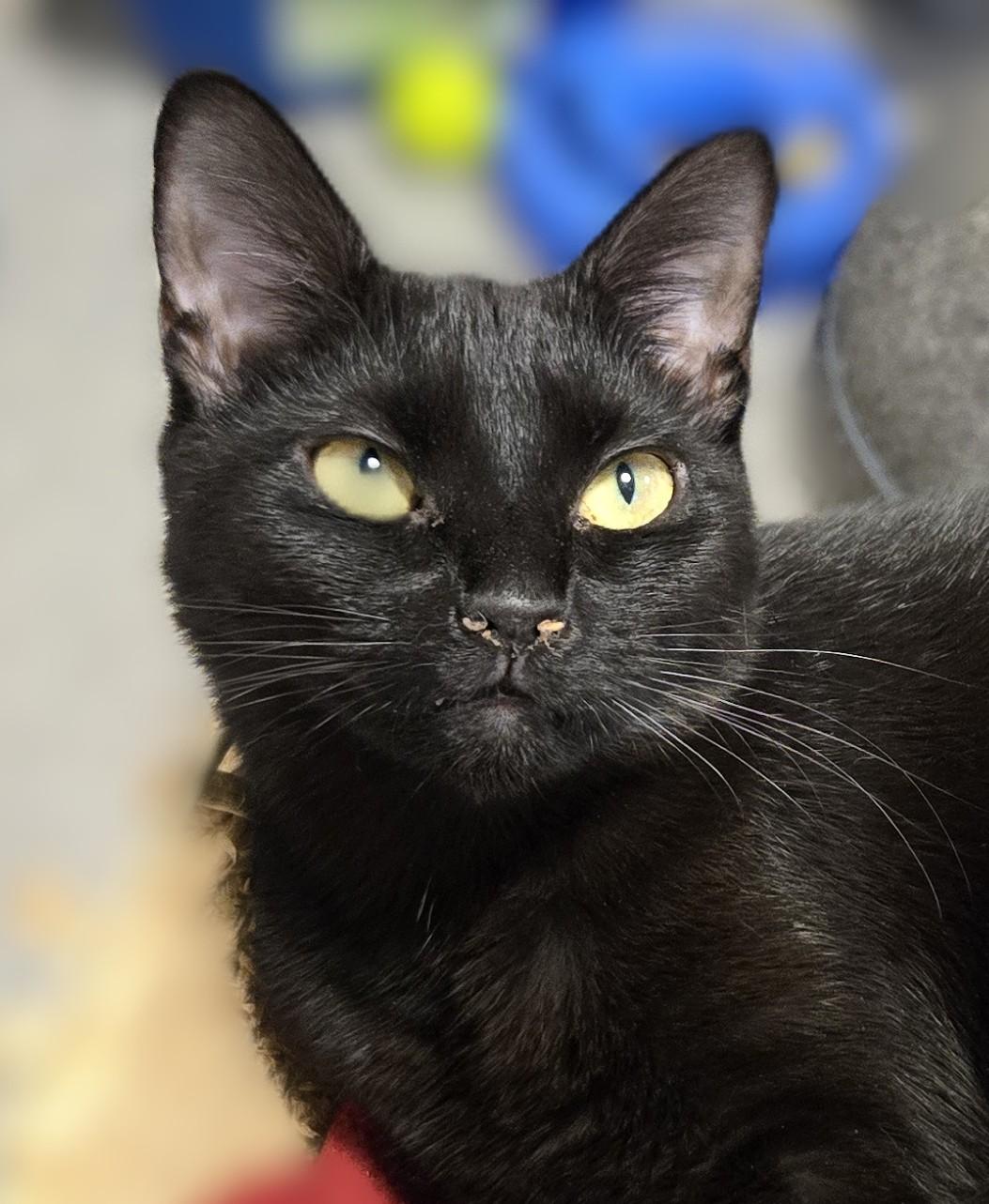 Brianna, Young Female Domestic Short Hair
