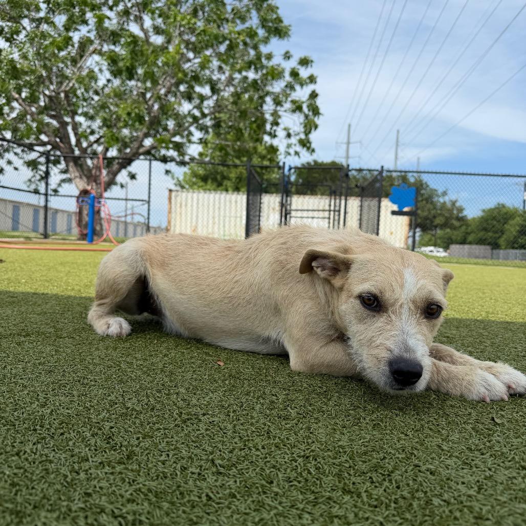 Drowsee, Adoptable, Young Female Mixed Breed.
