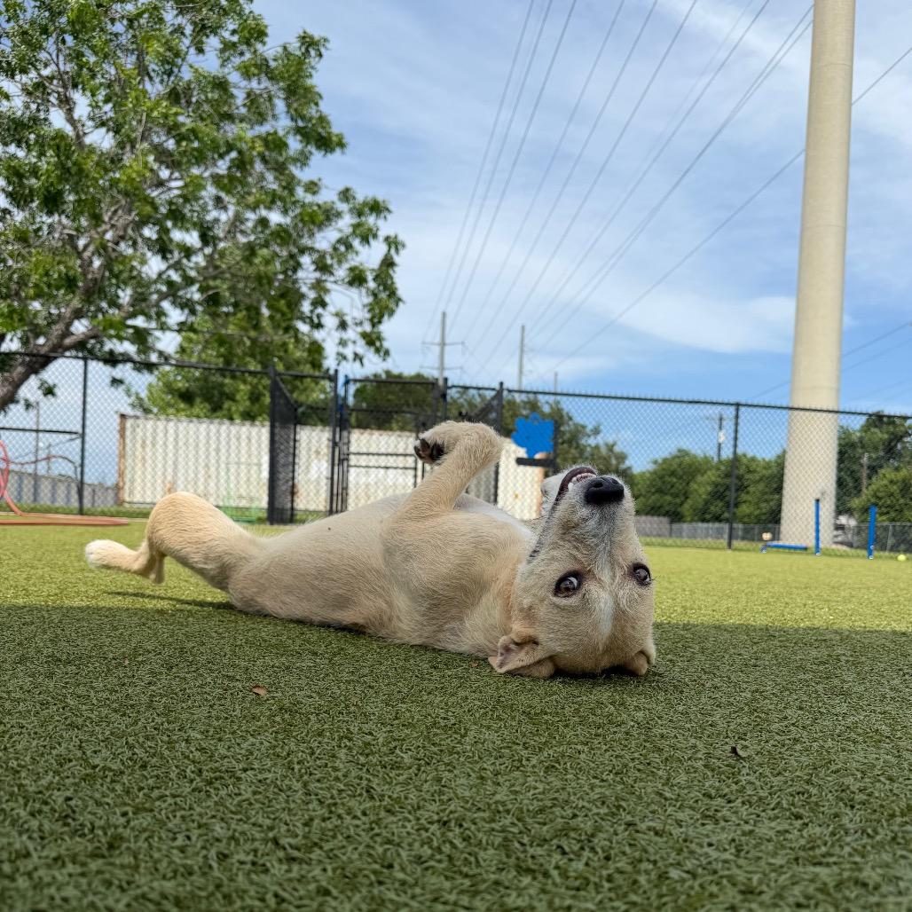 Enlarge Drowsee, a Adoptable Mixed Breed in Bryan, TX image 2/5