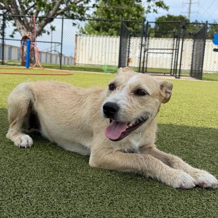 Enlarge Drowsee, a Adoptable Mixed Breed in Bryan, TX image 3/5