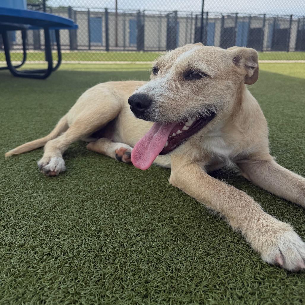 Enlarge Drowsee, a Adoptable Mixed Breed in Bryan, TX image 4/5