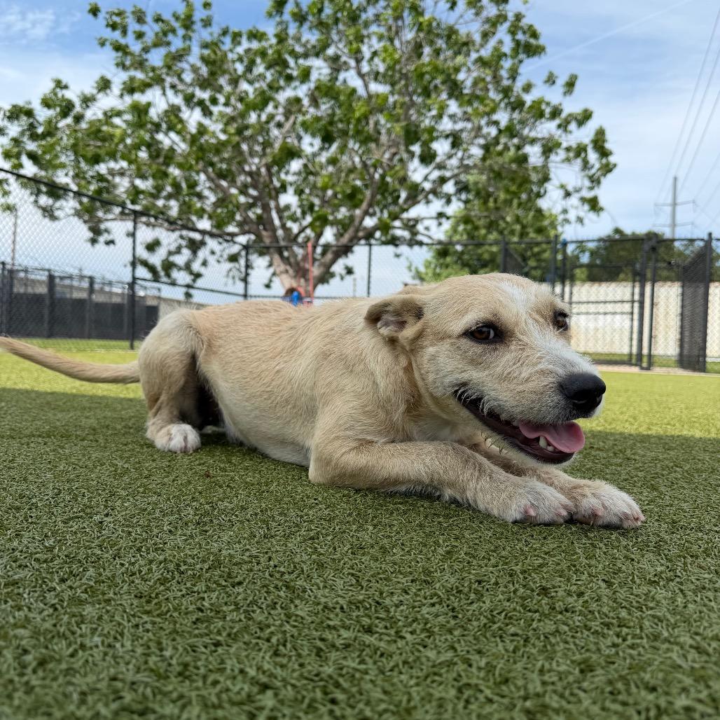 Enlarge Drowsee, a Adoptable Mixed Breed in Bryan, TX image 5/5