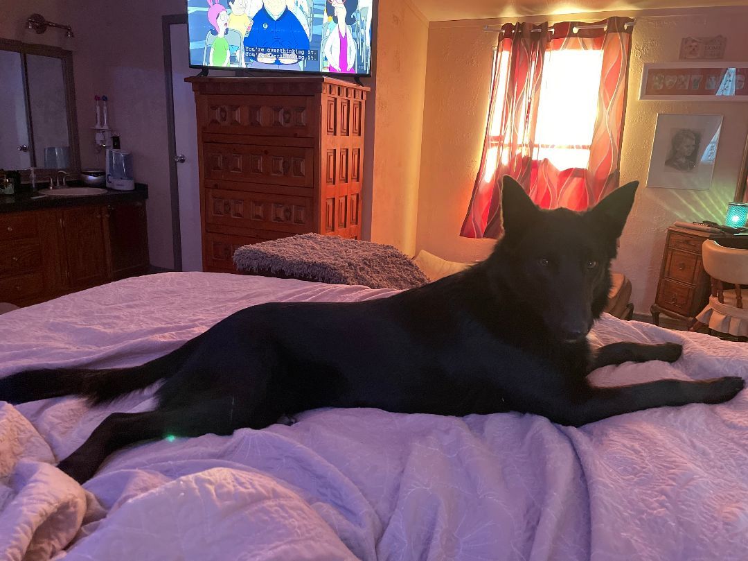 Winnie, Adopted, Adult Female Shepherd.