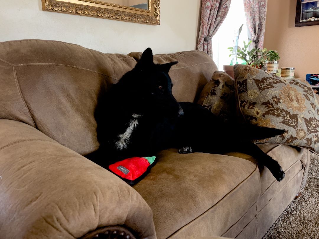 Winnie, a Adopted mixed breed in Hagerman, NM image 2/13