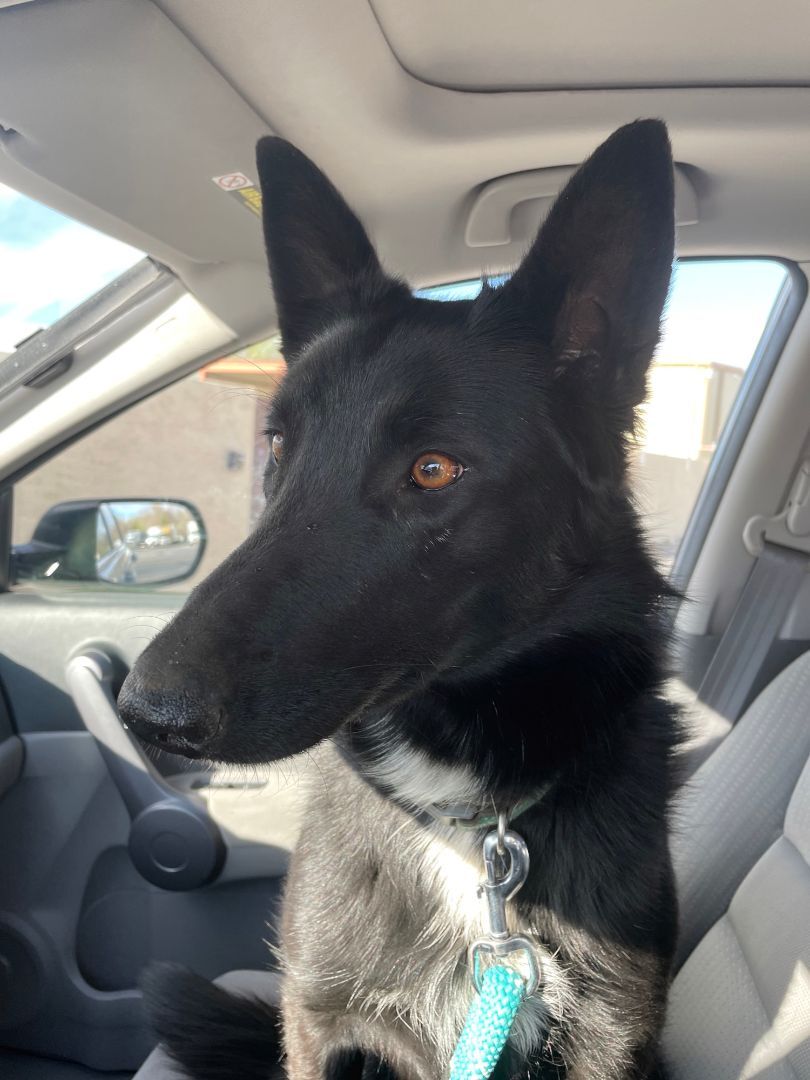 Winnie, a Adopted mixed breed in Hagerman, NM image 3/13