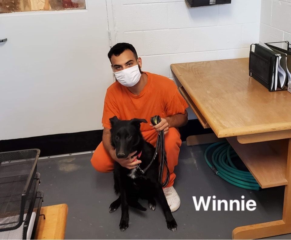 Winnie, a Adopted mixed breed in Hagerman, NM image 4/13