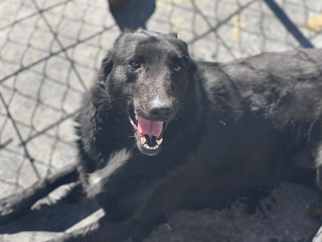 Winnie, a Adopted mixed breed in Hagerman, NM image 5/13