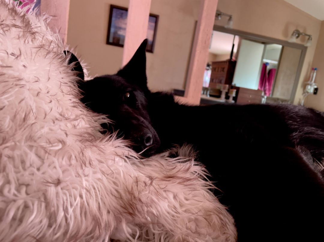 Winnie, a Adopted mixed breed in Hagerman, NM image 6/13