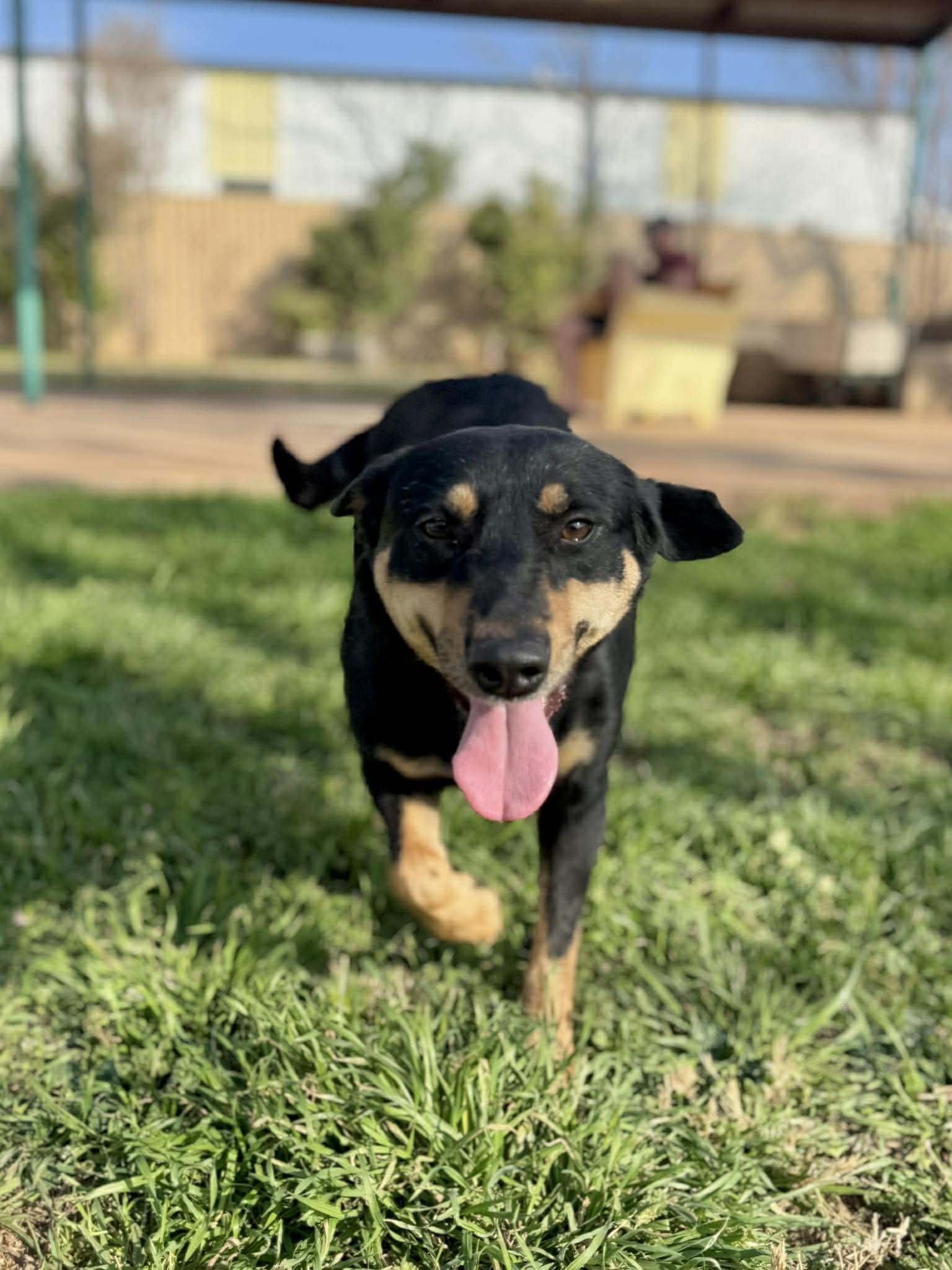 Cecila, a ADOPTABLE mixed breed in Kansas City, MO image 3/4