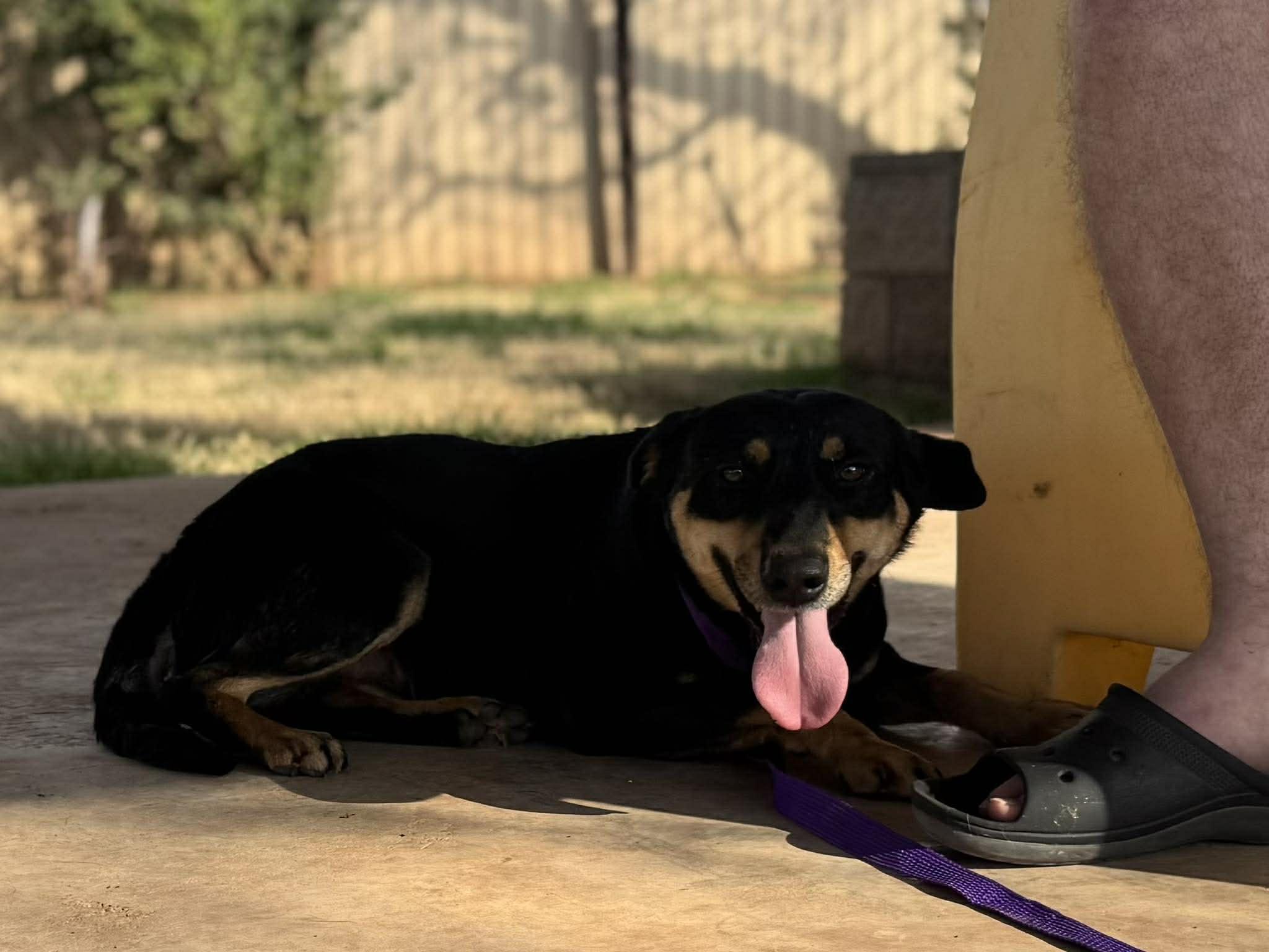 Cecila, a ADOPTABLE mixed breed in Kansas City, MO image 1/4