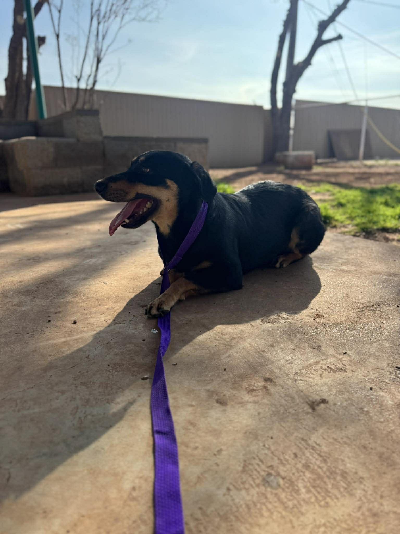 Cecila, a ADOPTABLE mixed breed in Kansas City, MO image 4/4