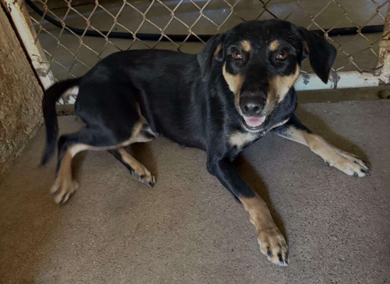 Cecila, a ADOPTABLE mixed breed in Kansas City, MO image 2/4