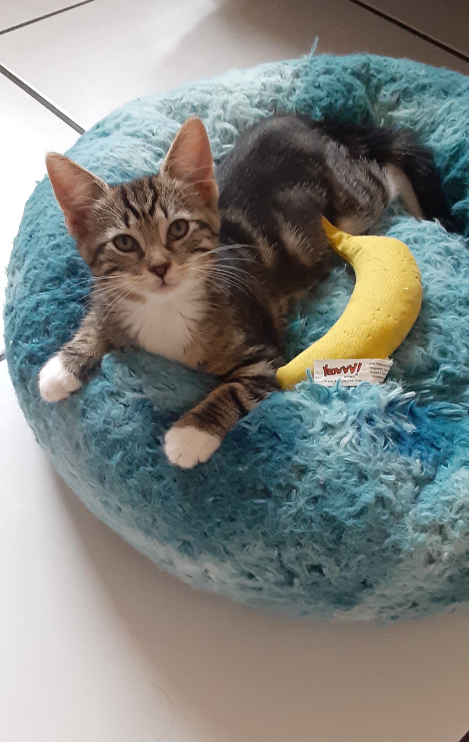 Enlarge GRETA aka "Greta Garbo", a Adopted Domestic Medium Hair in Pompano Beach, FL image 3/4