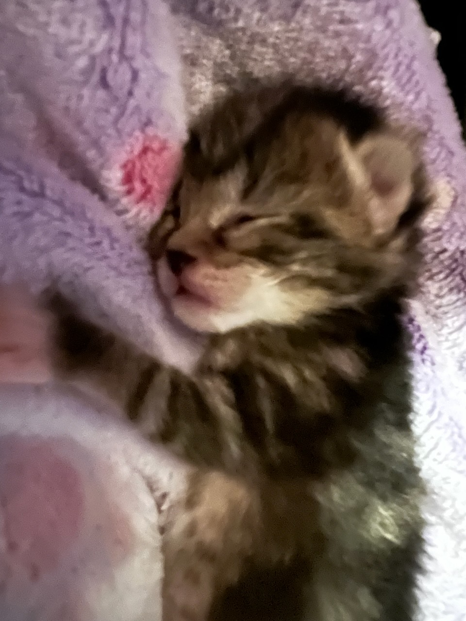 Enlarge GRETA aka "Greta Garbo", a Adopted Domestic Medium Hair in Pompano Beach, FL image 4/4