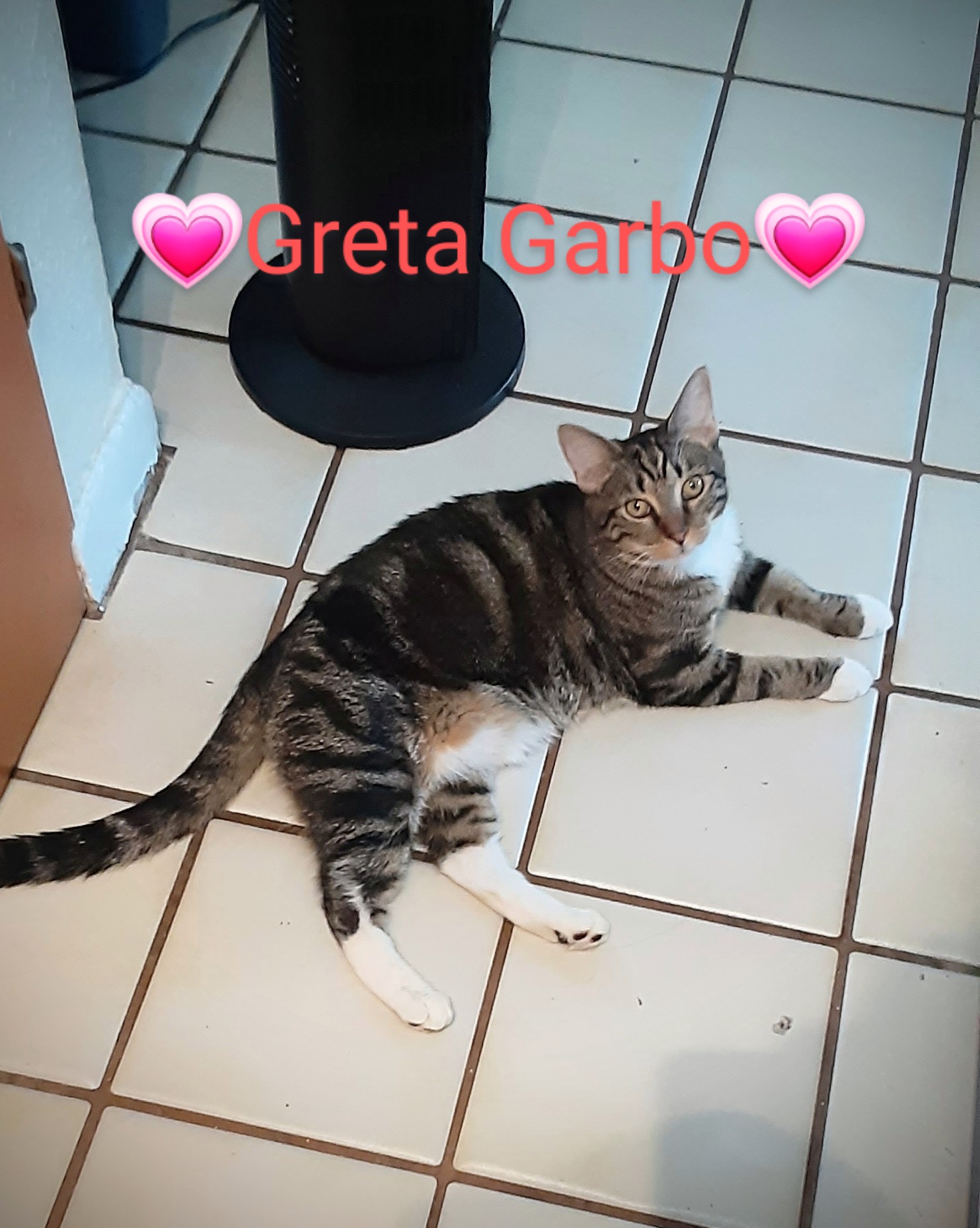 Enlarge GRETA aka "Greta Garbo", a Adopted Domestic Medium Hair in Pompano Beach, FL image 1/4
