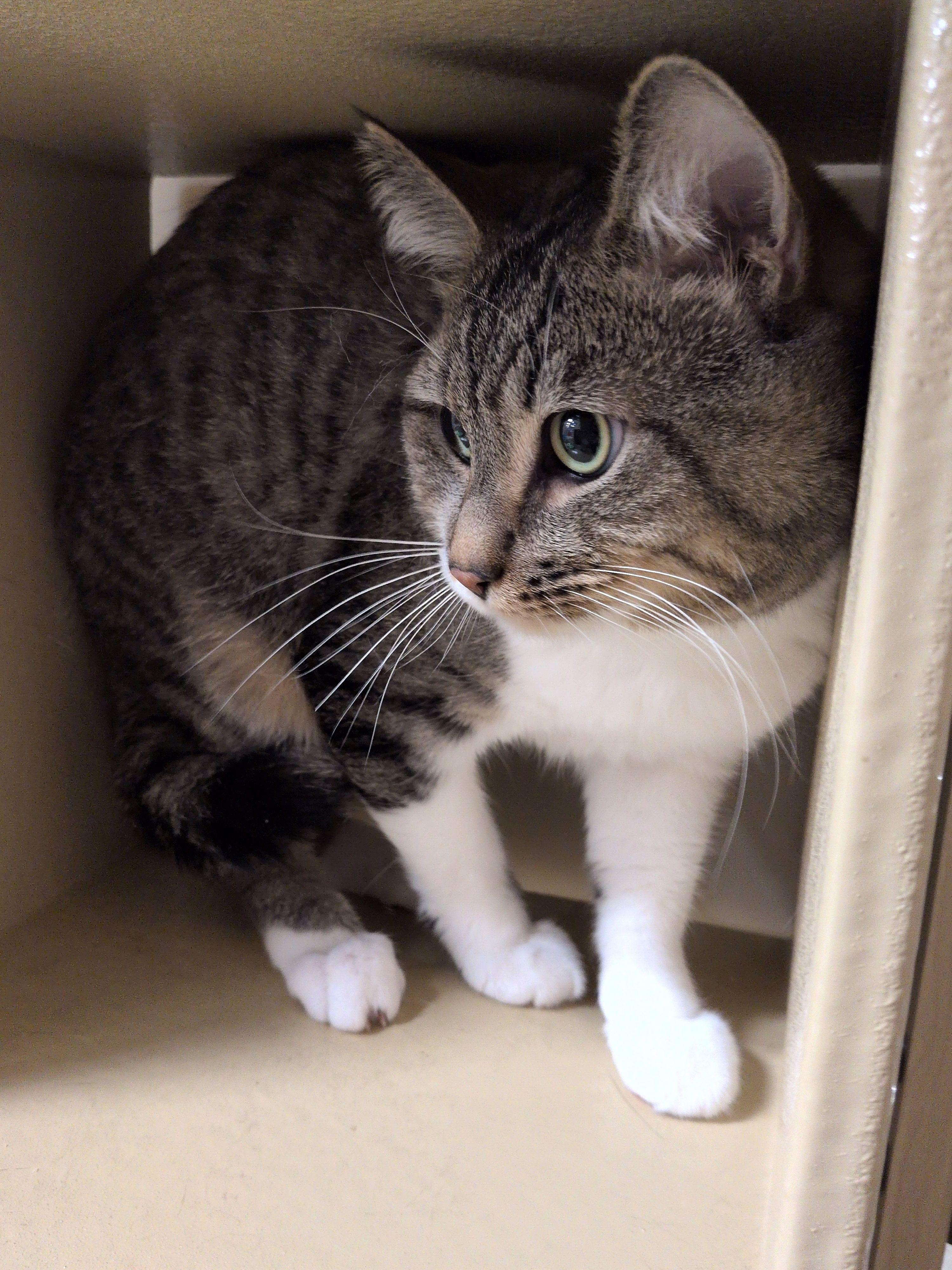 Dunn, an adopted Domestic Short Hair in Woburn, MA image 3/3