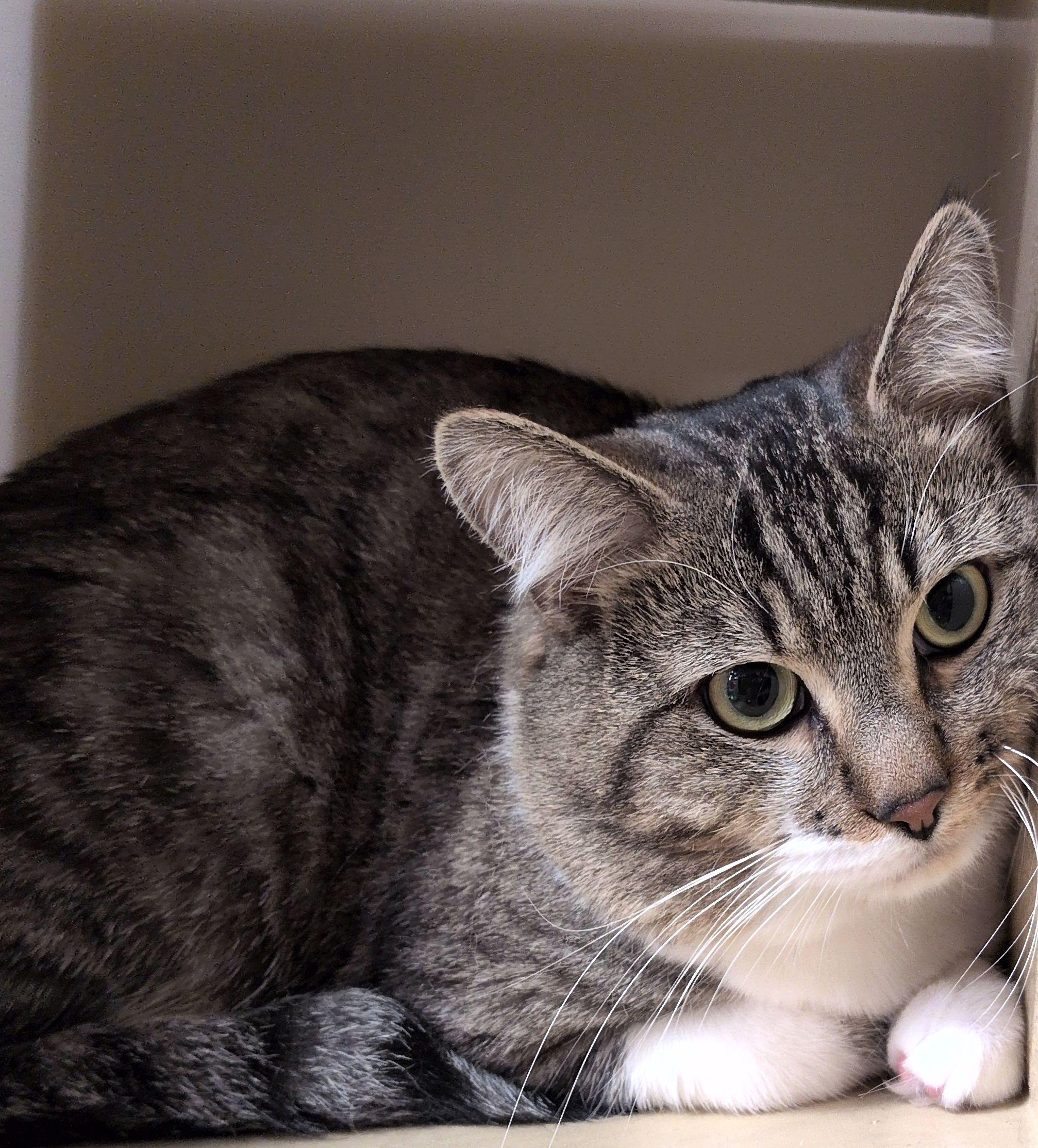 Dunn, adopted, Young Male Domestic Short Hair.