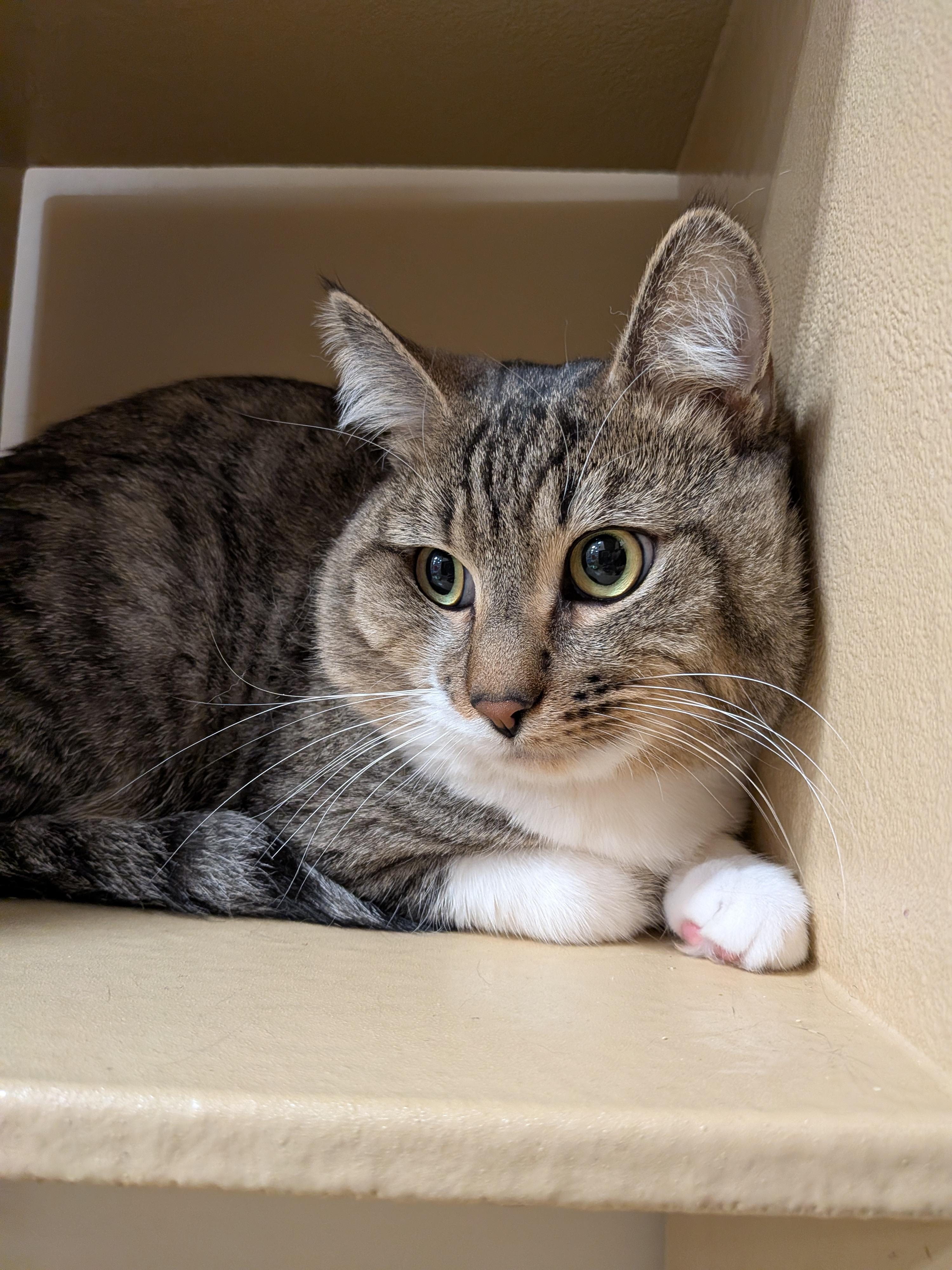 Dunn, an adopted Domestic Short Hair in Woburn, MA image 2/3