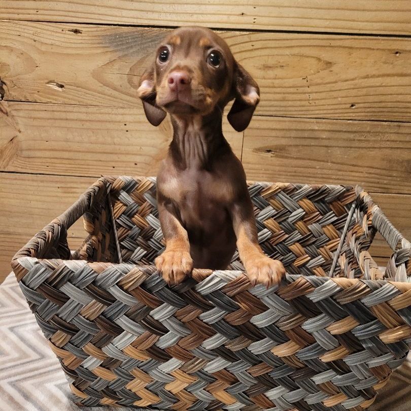 Lacie, Adopted, Puppy Female Dachshund.