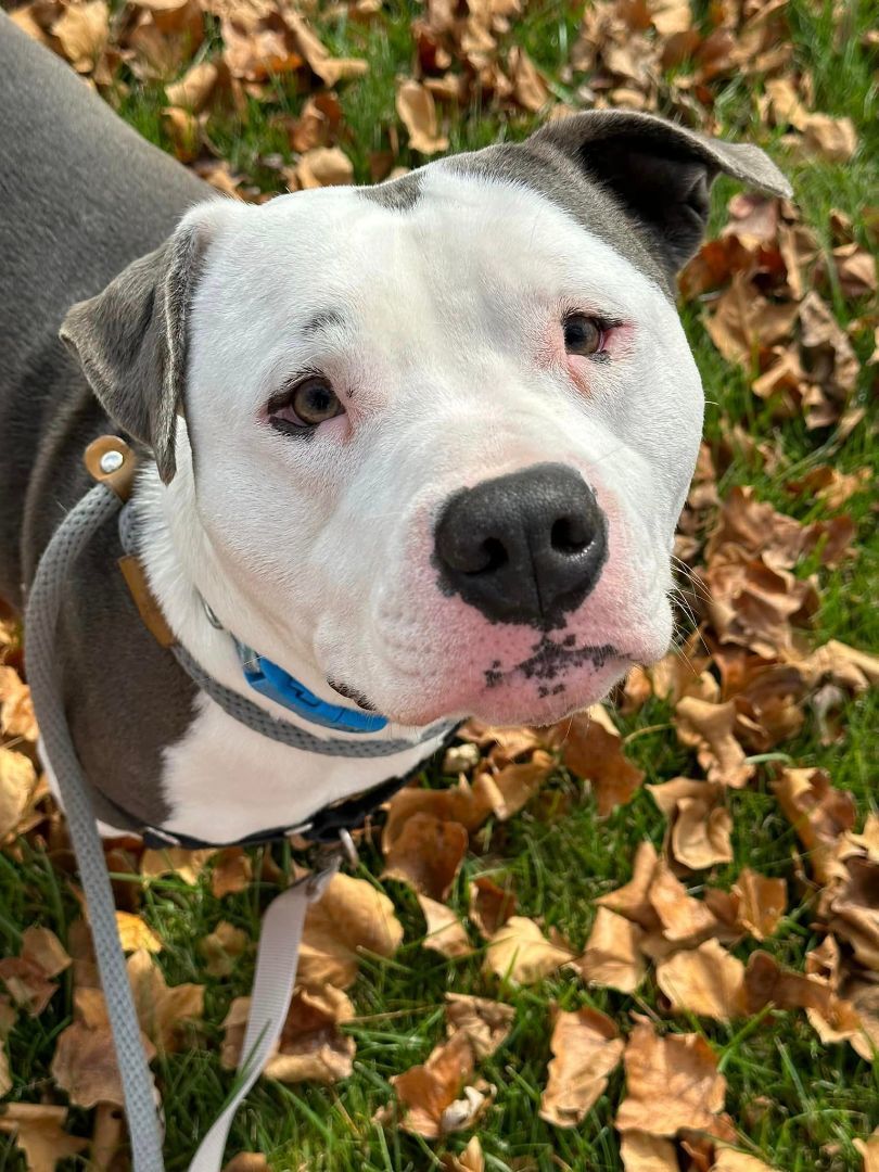 Enlarge Sir Hector, a Adoptable mixed breed in Lake Odessa, MI image 1/17