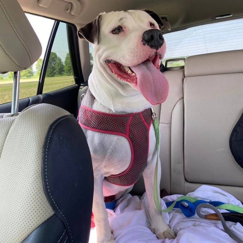 Enlarge Sir Hector, a Adoptable mixed breed in Lake Odessa, MI image 13/17